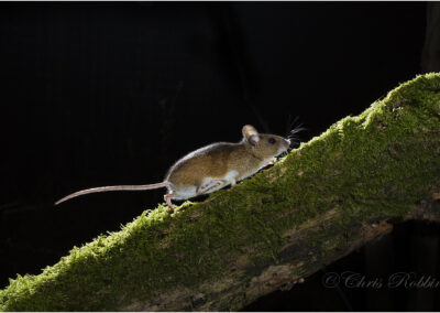 Apodemus sylvaticus; night; wood mouse; nocturnal; mammals; woods; animal; wild; Contre-Jour; back light; mammal; alert; sylvaticus; quiet; mice; europe; sitting; one; nature; wildlife; macro; wood; natural; rodent; mouse; habitat; fauna; horizontal; european; forest; closeup; small; camera trap; one animal; run; running