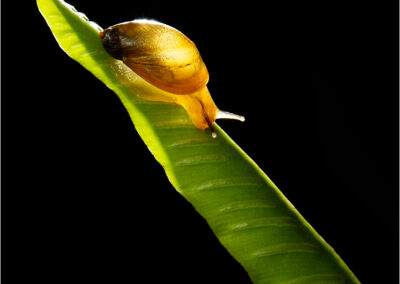 Succinea putris; snail; Amber snail (Succinea putris); translucent shel; molluscs; nature; terrestrial snail; Terrestrial molluscs or land molluscs (mollusks)